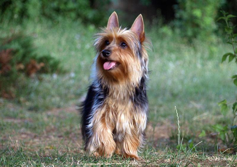 Silky Terrier
