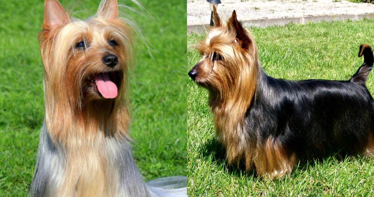 Silky Terrier