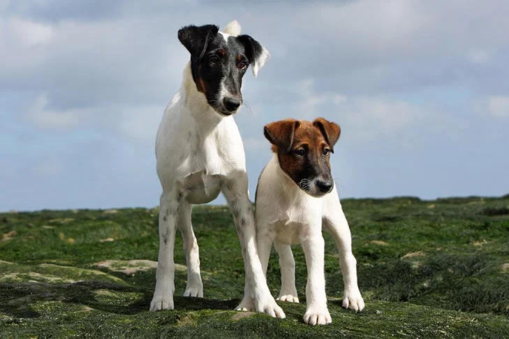 Smooth Fox Terrier