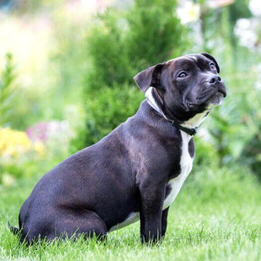 Staffordshire Bull Terrier