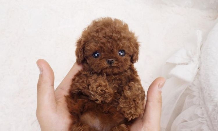 Poodle toy