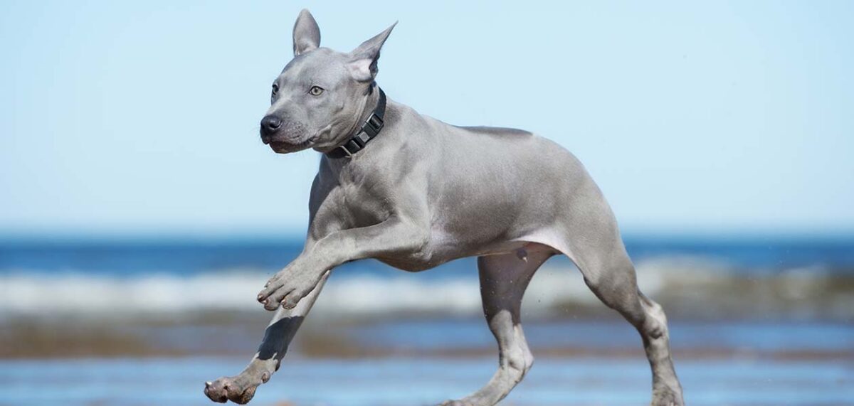 Thai Ridgeback