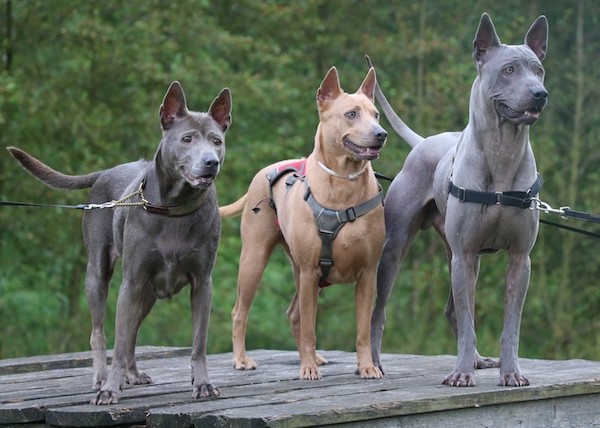 Thai Ridgeback