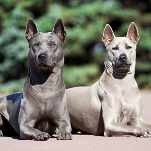 Thai Ridgeback