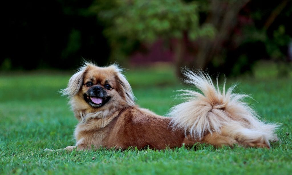 Tibetan Spaniel 