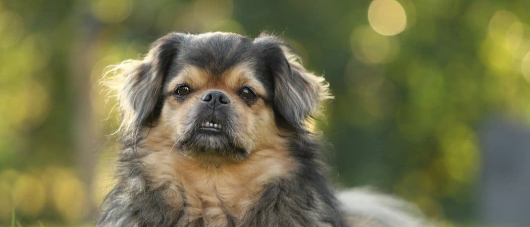Tibetan Spaniel 