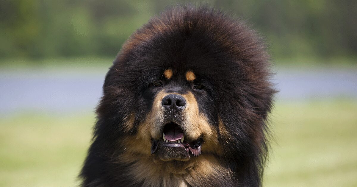 Tibetan Mastiff