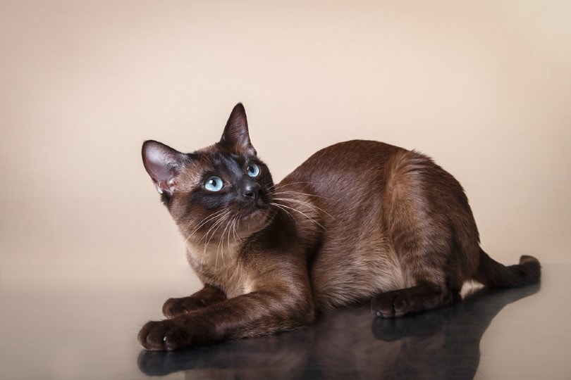 Γάτα Tonkinese