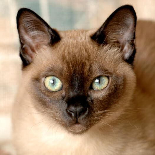 Γάτα Tonkinese
