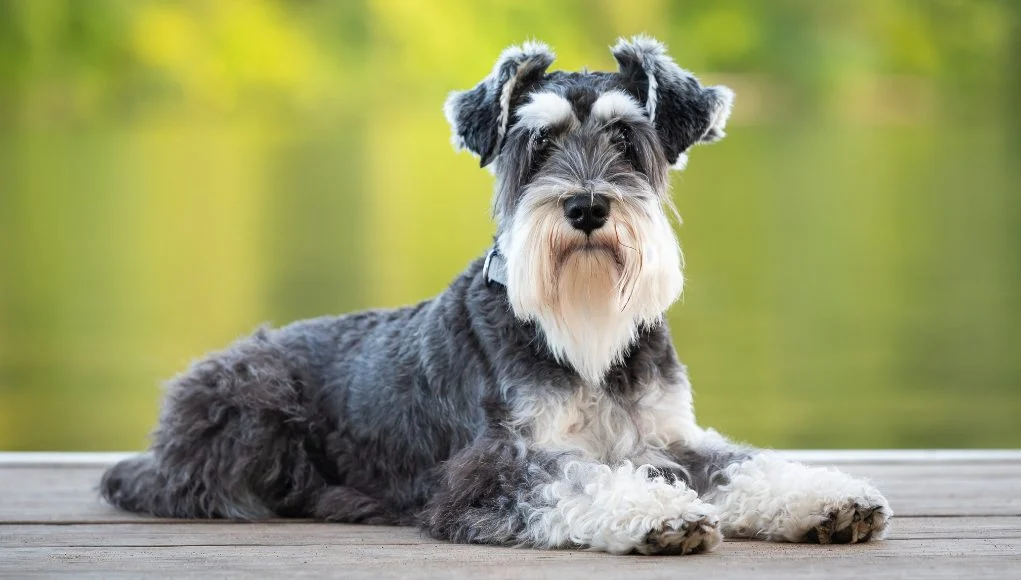 Miniature Schnauzer: