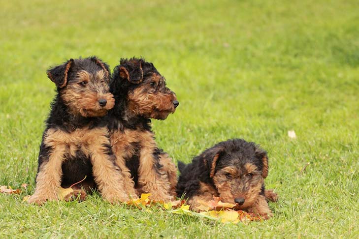 Welsh Terrier