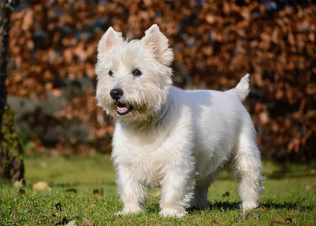 West highland white terrier
