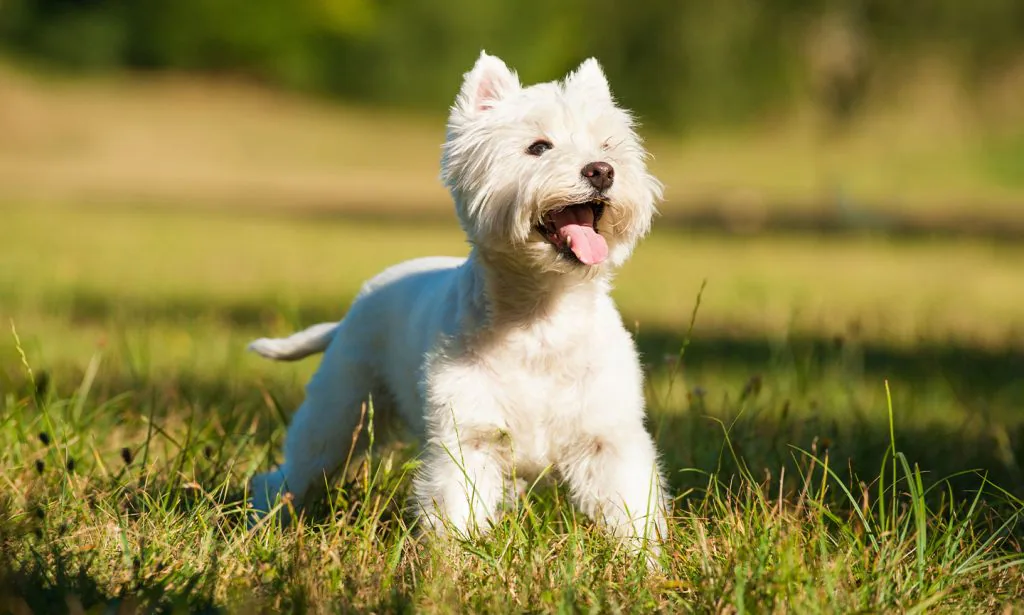 West highland white terrier