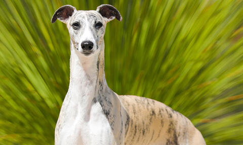 whippet 