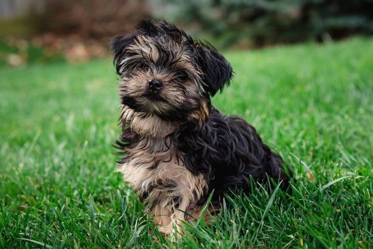 Yorkipoo