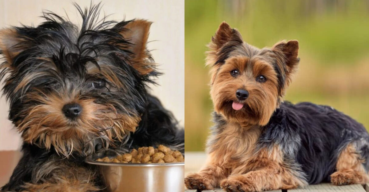 Yorkshire Terrier