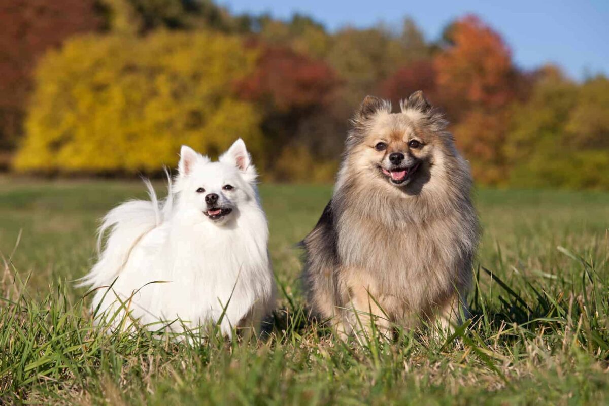 German Spitz