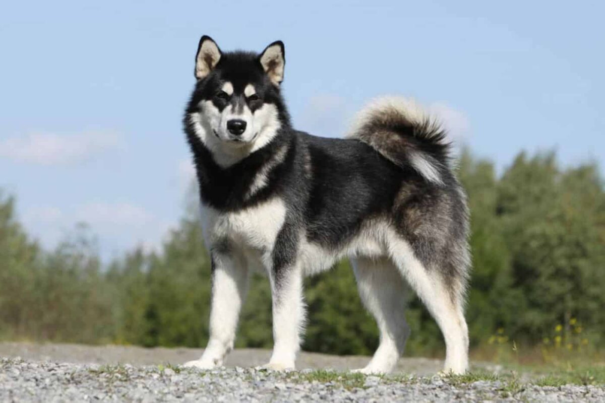 Alaskan Malamute