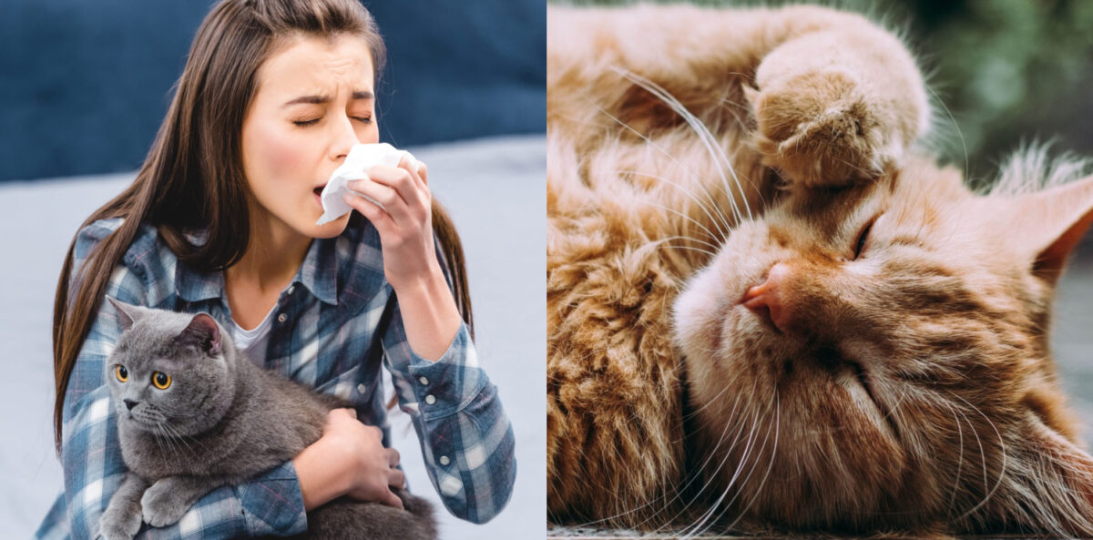 αλλεργία στην γάτα