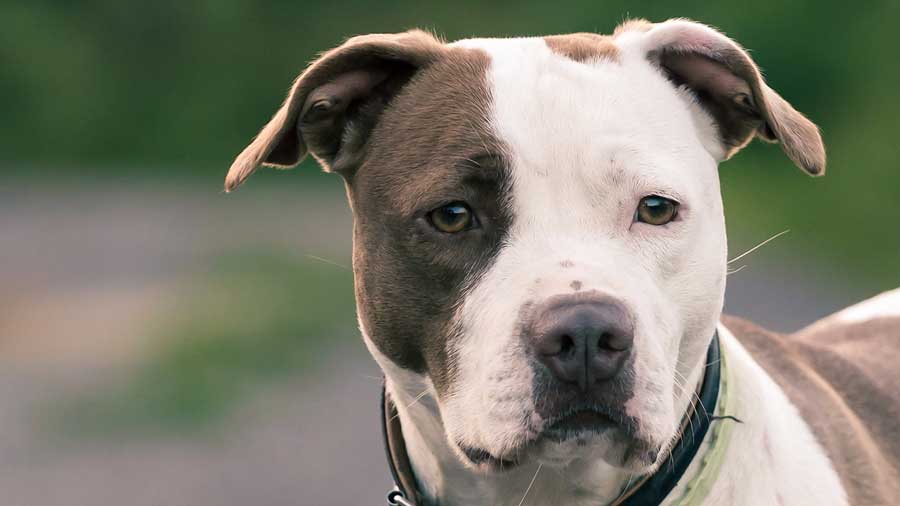 Pitbull Terrier