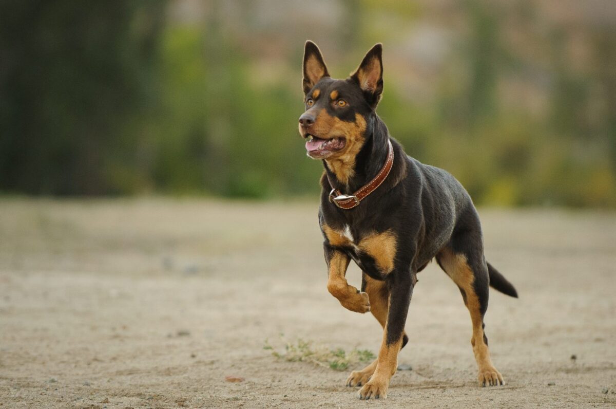 Αυστραλιανό Kelpie