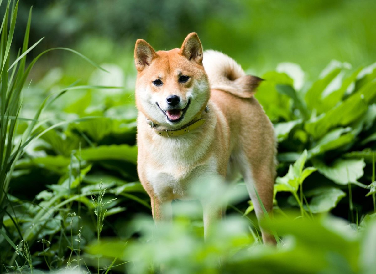 Shiba Inu