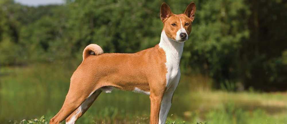 Basenji