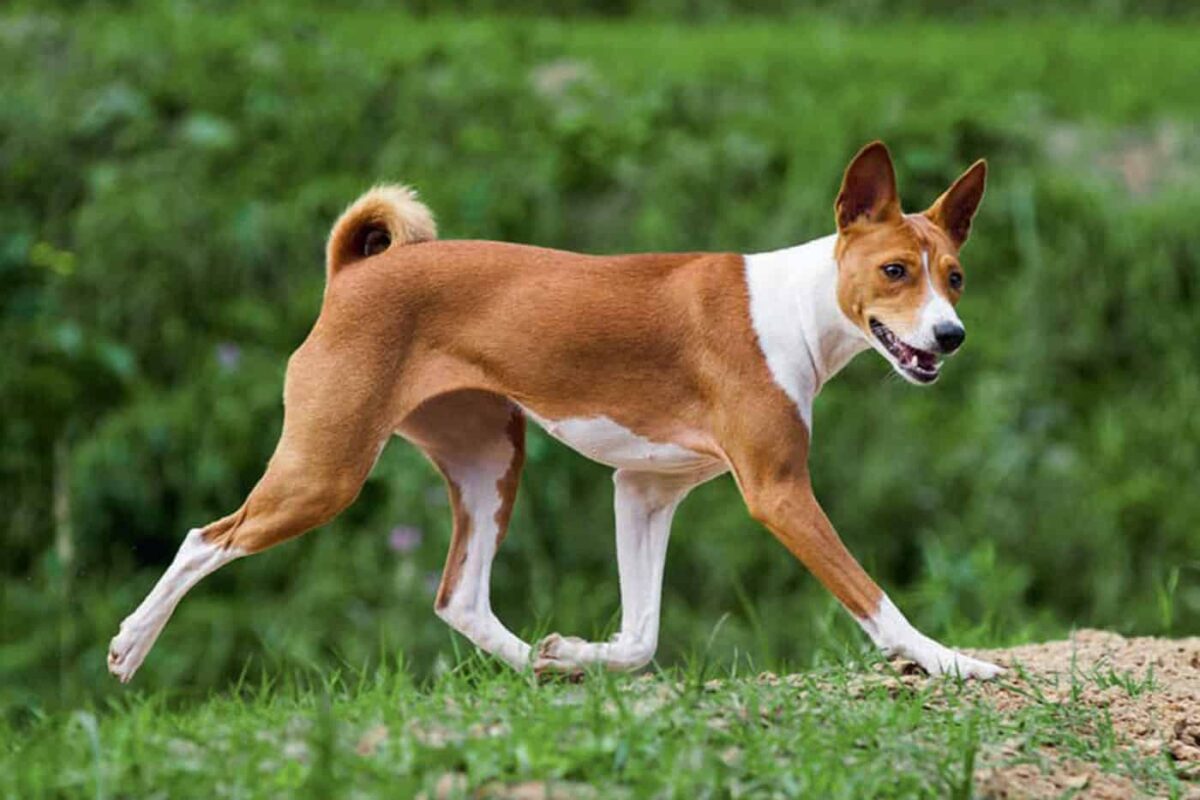 Basenji