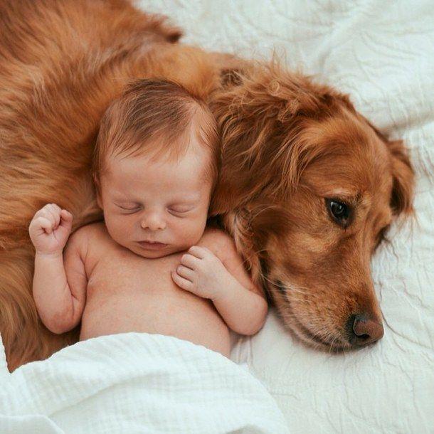 σκύλος και μωρό 