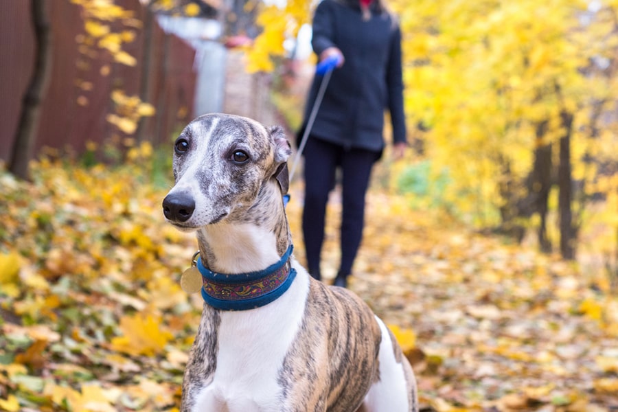 whippet 