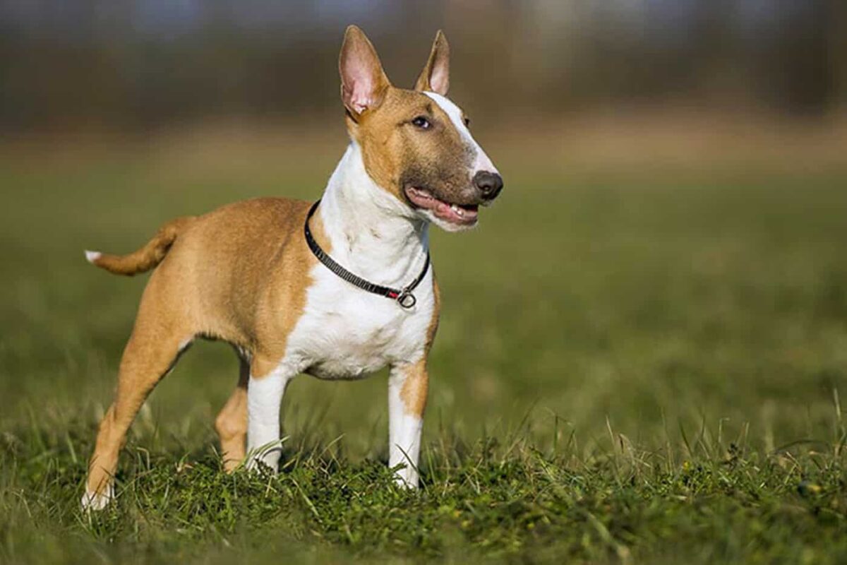 Bull Terrier