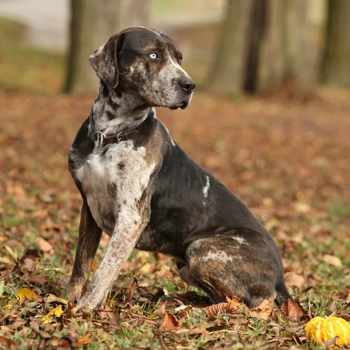 Louisiana Catahoula Leopard 