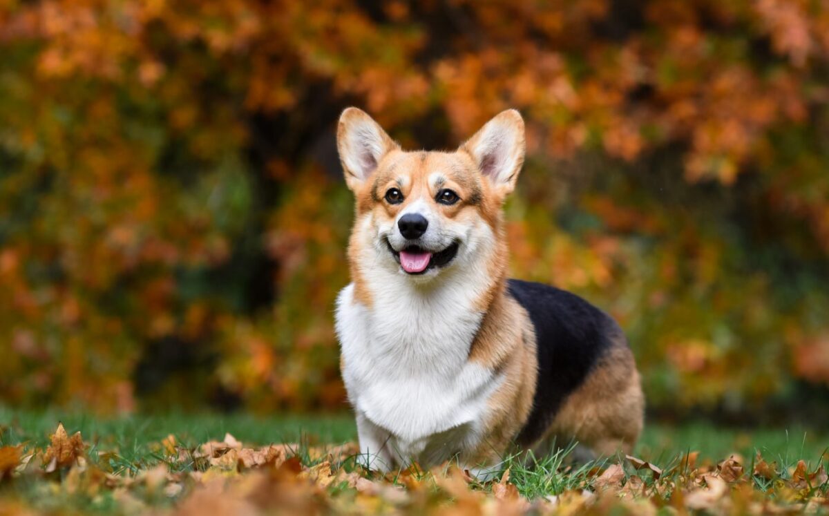 dog 