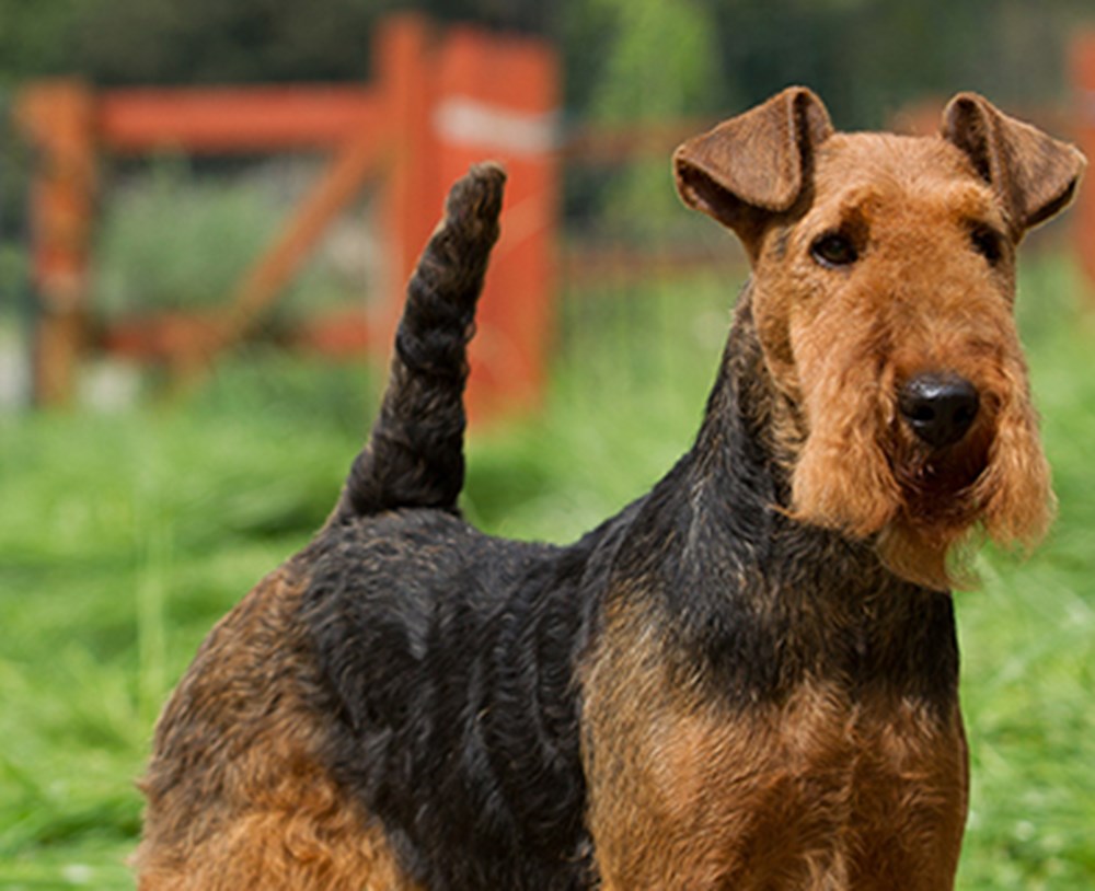 Welsh Terrier