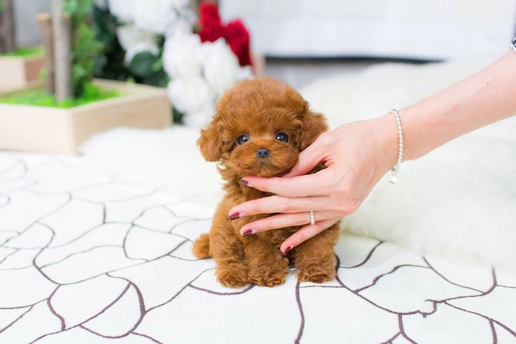 Poodle toy