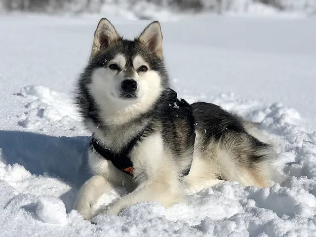 Alaskan Klee Kai