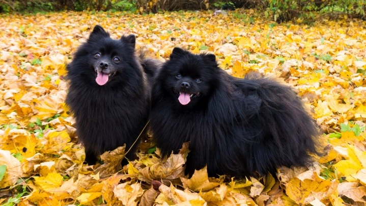 German Spitz