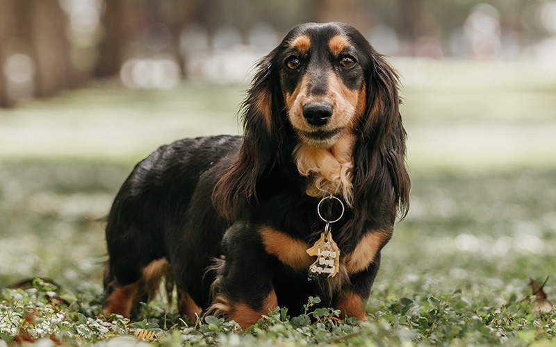 miniature dachshund