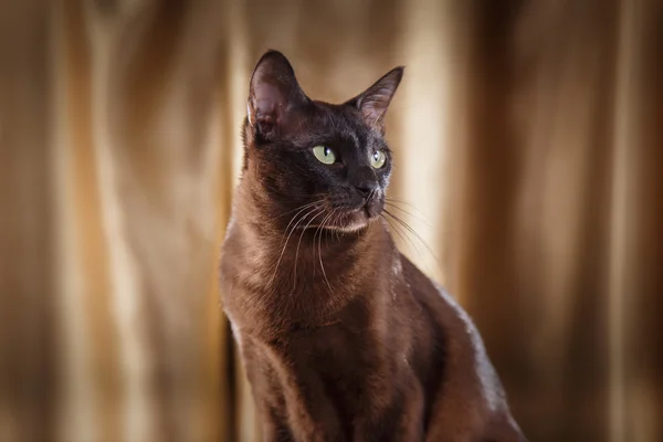 Γάτα Tonkinese