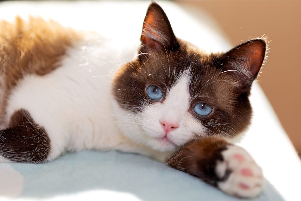 Snowshoe_cat