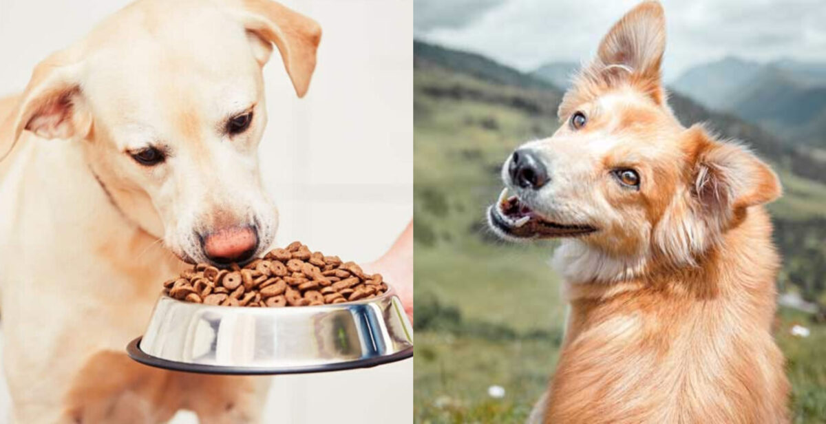 διατροφή σκύλου