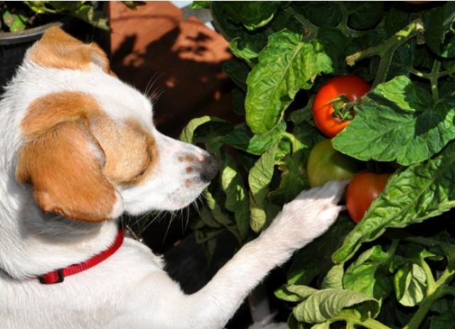 σκύλος και ντομάτα
