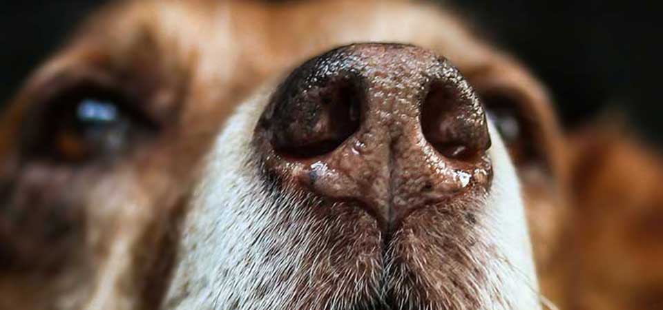 μύτη σκύλου 