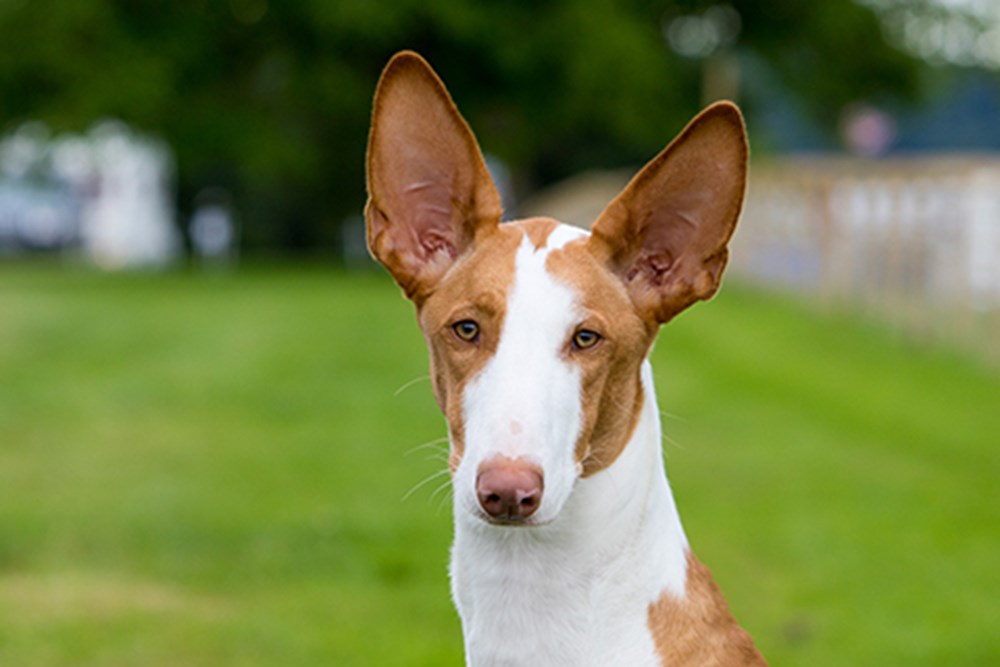 Ibizan Hound