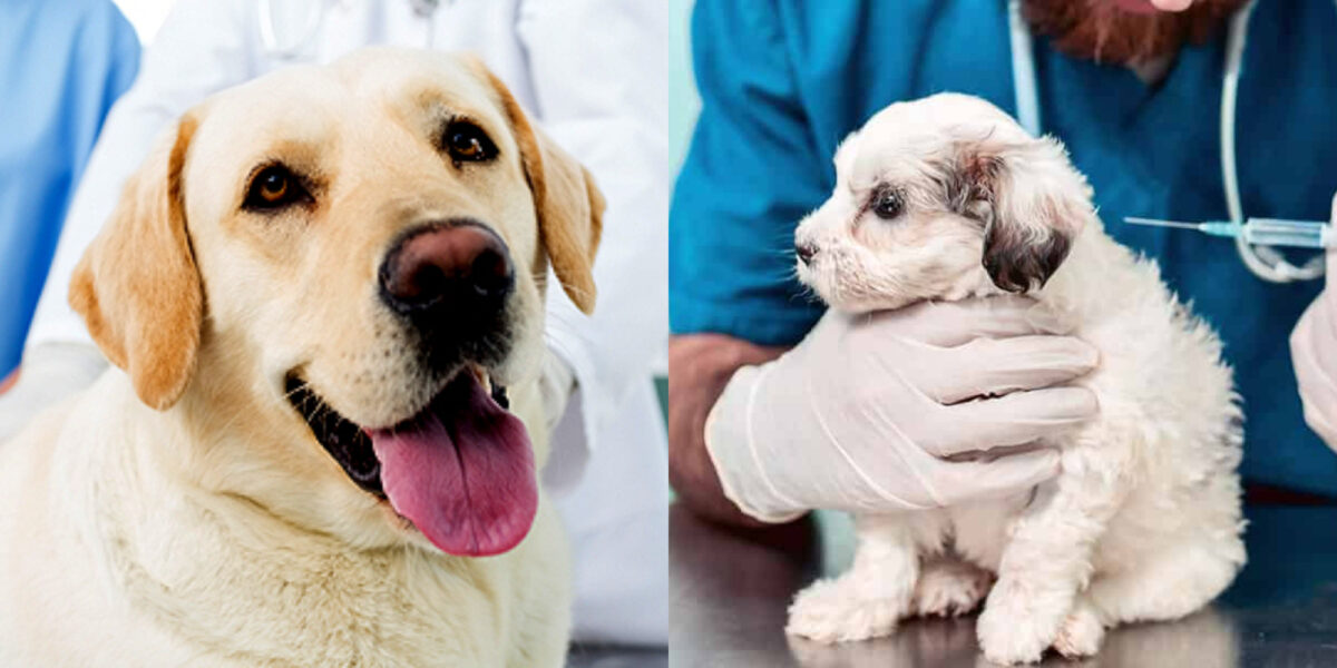 εμβόλια σκύλου 
