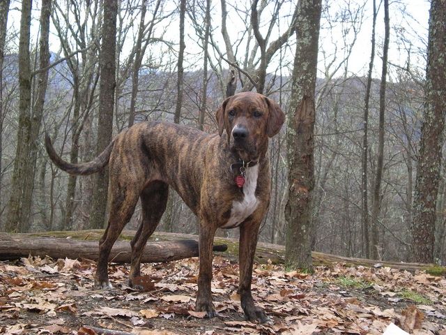 dog 