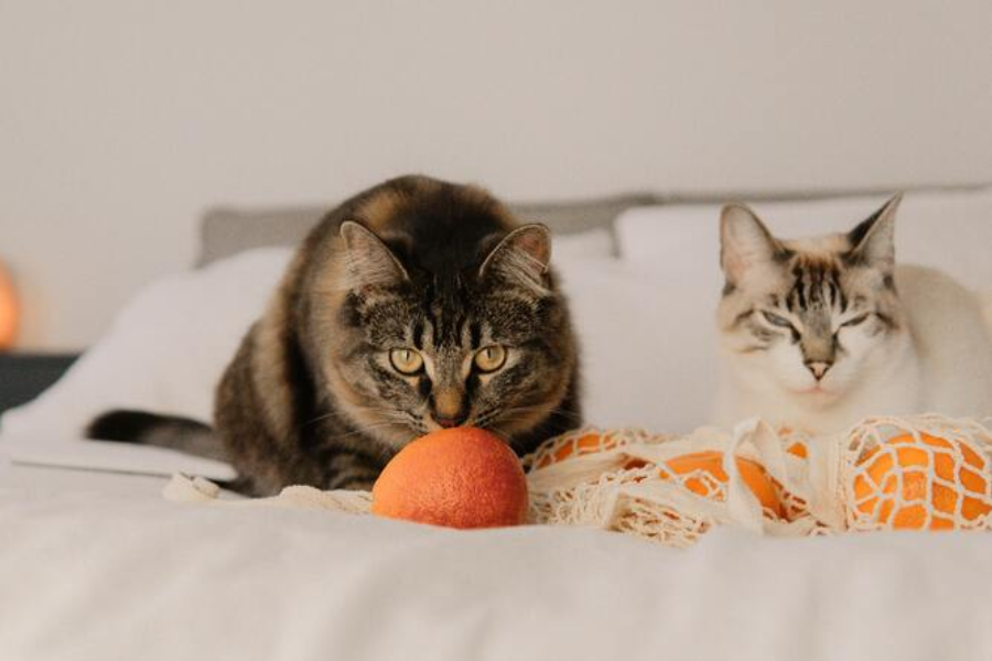 γάτες και φρούτα 