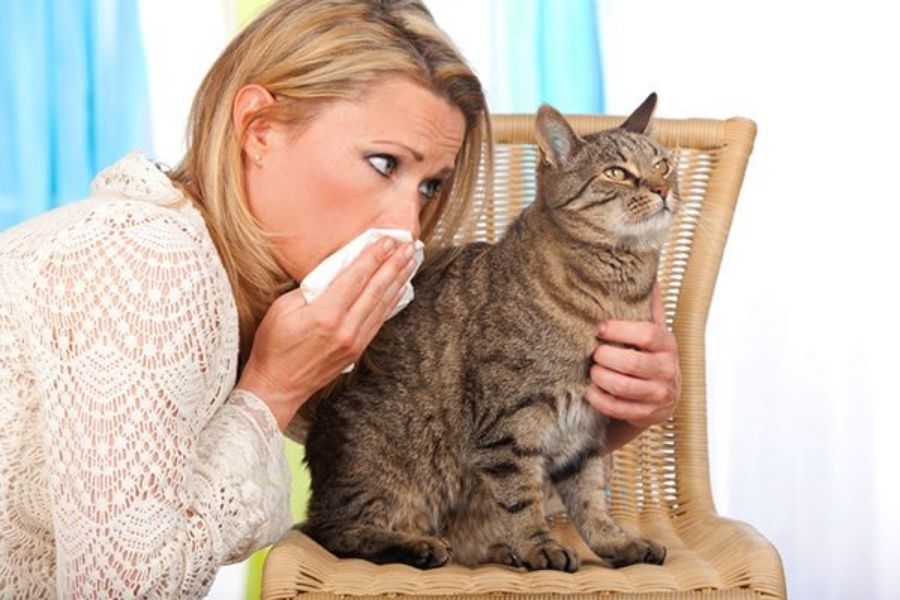 αλλεργία σε γάτες 