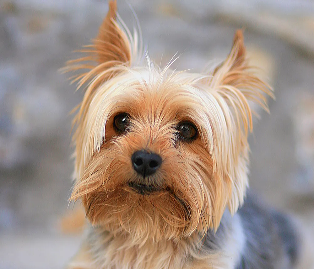 Yorkshire Terrier