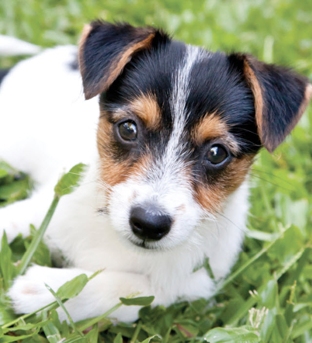 Smooth Fox Terrier